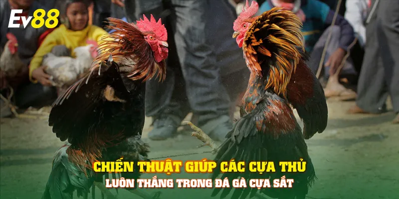 Chiến thuật giúp các cựa thủ luôn thắng trong đá gà cựa sắt