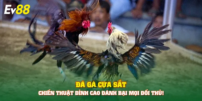 Đá gà cựa sắt