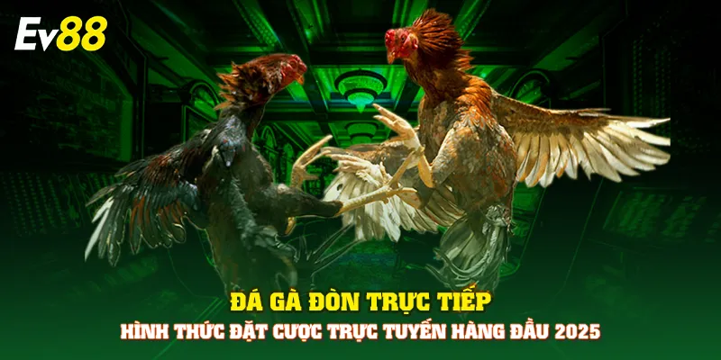 Đá gà đòn trực tiếp