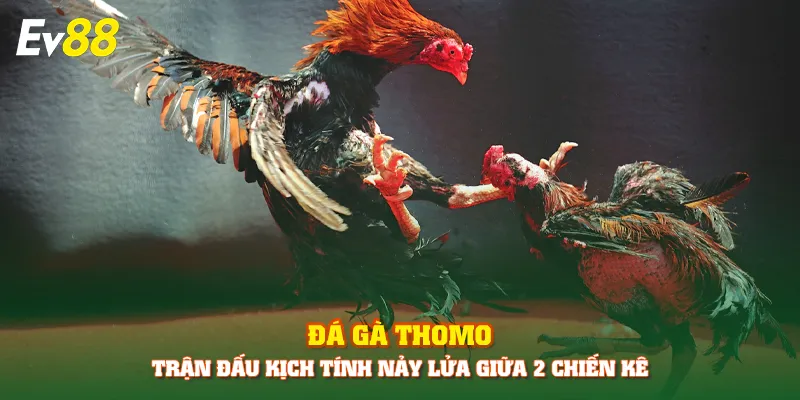 đá gà Thomo