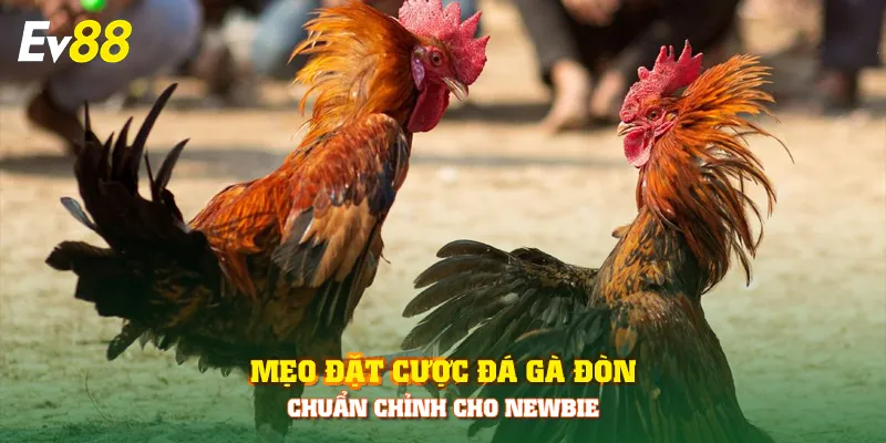 Mẹo đặt cược đá gà đòn chuẩn chỉnh cho newbie