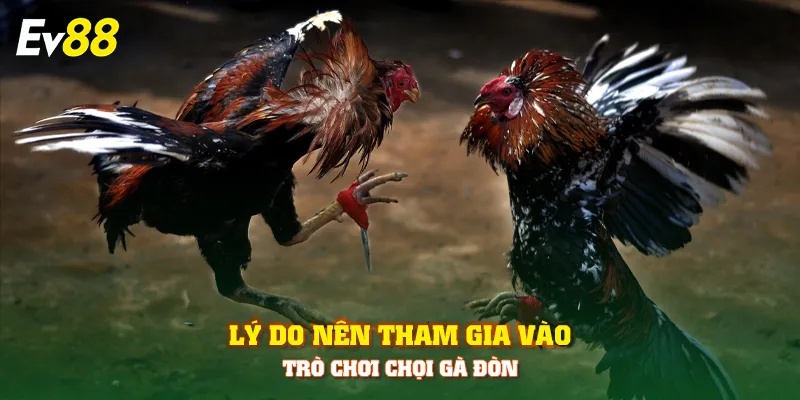 Lý do nên tham gia vào trò chơi chọi gà đòn