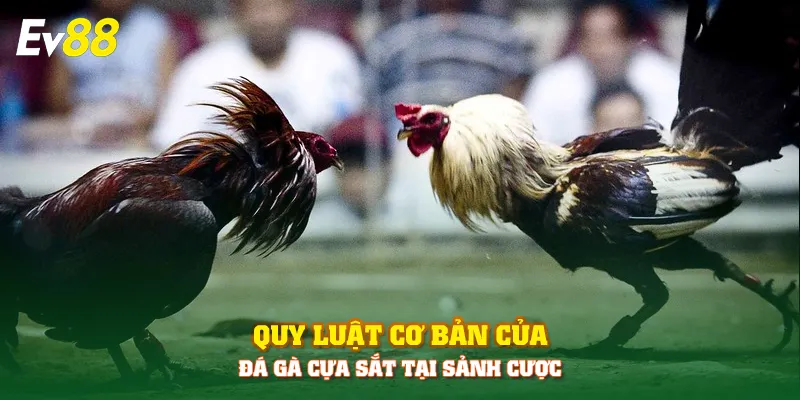 Quy luật cơ bản của đá gà cựa sắt tại sảnh cược