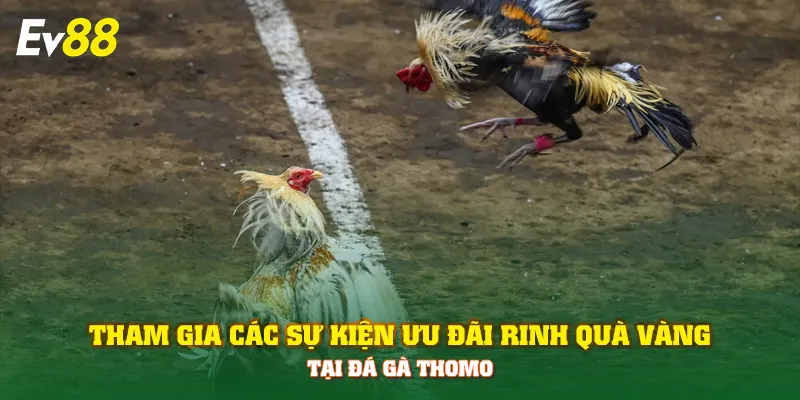 Tham gia các sự kiện ưu đãi rinh quà vàng tại đá gà Thomo