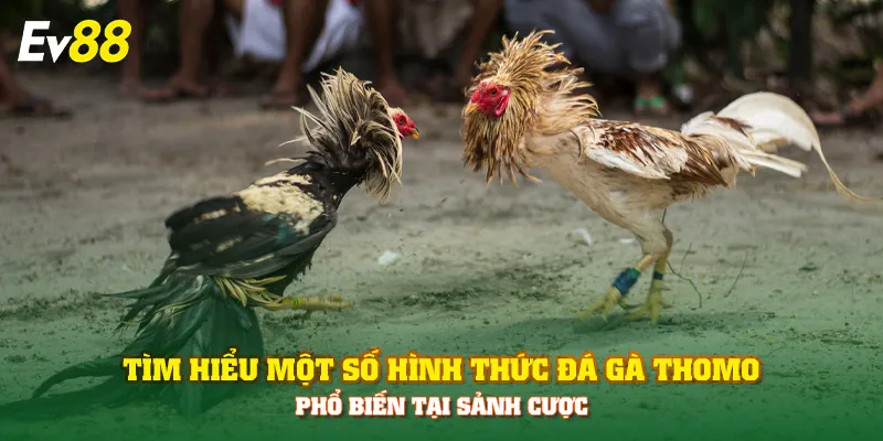 Tìm hiểu một số hình thức đá gà Thomo phổ biến tại sảnh cược