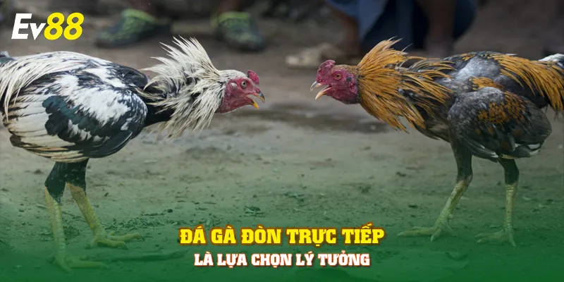 Đá gà đòn trực tiếp là lựa chọn lý tưởng